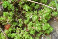 Illecebrum verticillatum