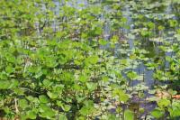 Marsilea quadrifolia