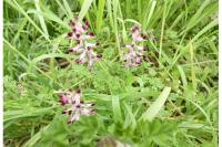 Fumaria bastardii