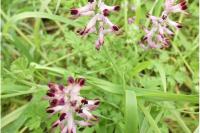 Fumaria bastardii