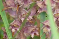Orobanche rapum-genistae