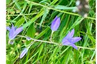 Campanula rapunculus