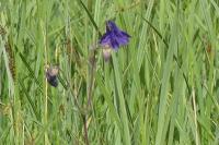 Aquilegia vulgaris