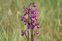 Anacamptis laxiflora