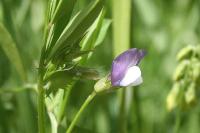 Vicia bithynica