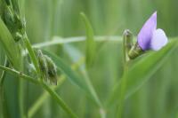 Vicia bithynica