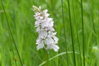 Dactylorhiza maculata