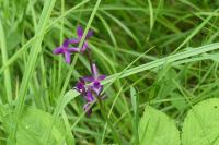 Anacamptis laxiflora