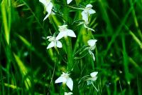 Platanthera chlorantha