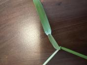 Glyceria fluitans