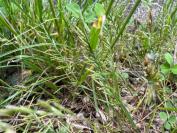 Catapodium rigidum