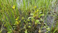 Ranunculus ophioglossifolius