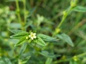 Lithospermum officinale