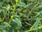 Lithospermum officinale