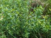 Lithospermum officinale