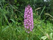 Anacamptis pyramidalis