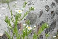 Erigeron annuus
