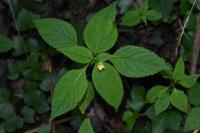 Impatiens parviflora