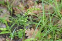 Epipactis muelleri