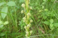 Orchis anthropophora