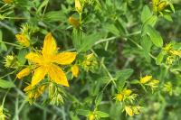 Hypericum perforatum