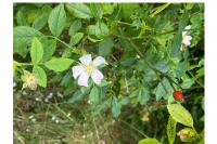 Rosa canina