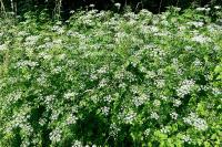 Anthriscus sylvestris