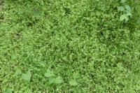 Moehringia trinervia