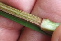 Polygonatum odoratum