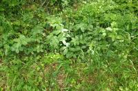 Polygonatum odoratum