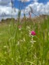 Lathyrus nissolia