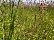 Lathyrus nissolia