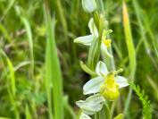 Ophrys apifera