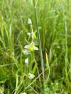 Ophrys apifera