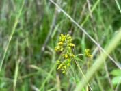 Hypericum hirsutum