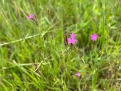 Dianthus armeria