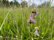 Ophrys apifera