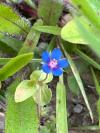 Lysimachia arvensis
