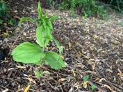 Epipactis helleborine