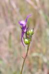 Linaria pelisseriana