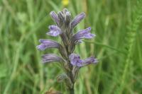 Phelipanche purpurea