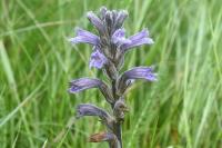 Phelipanche purpurea