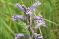 Phelipanche purpurea