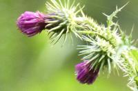 Carduus crispus