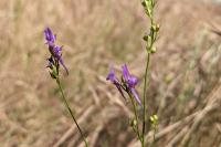 Linaria pelisseriana