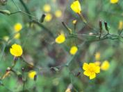 Lactuca muralis