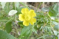 Geum urbanum
