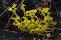 Sedum acre