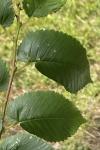 Ulmus minor