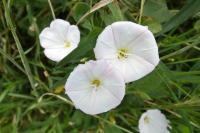 Convolvulus arvensis